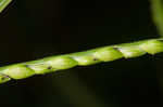 Broadleaf signalgrass